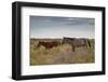 Wild Horses in Utah-watchtheworld-Framed Photographic Print