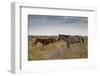 Wild Horses in Utah-watchtheworld-Framed Photographic Print