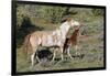 Wild Horses, Mare with Colt-Ken Archer-Framed Photographic Print