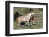 Wild Horses, Mare with Colt-Ken Archer-Framed Photographic Print