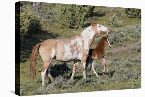 Wild Horses, Mare with Colt-Ken Archer-Stretched Canvas