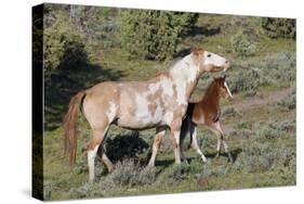Wild Horses, Mare with Colt-Ken Archer-Stretched Canvas