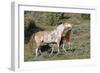 Wild Horses, Mare with Colt-Ken Archer-Framed Photographic Print