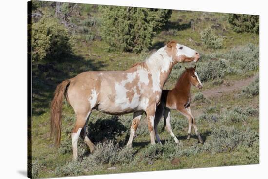 Wild Horses, Mare with Colt-Ken Archer-Stretched Canvas