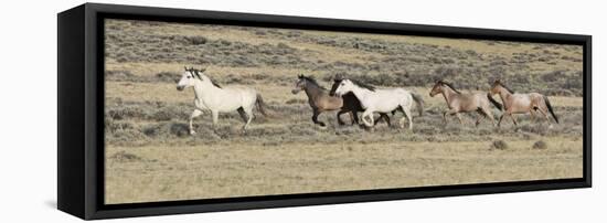 Wild Horses Mustangs, Grey Stallion Leads His Band Trotting, Divide Basin, Wyoming, USA-Carol Walker-Framed Stretched Canvas