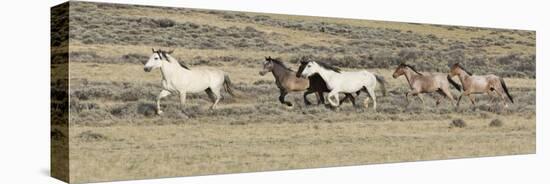 Wild Horses Mustangs, Grey Stallion Leads His Band Trotting, Divide Basin, Wyoming, USA-Carol Walker-Stretched Canvas