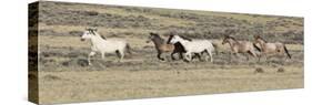 Wild Horses Mustangs, Grey Stallion Leads His Band Trotting, Divide Basin, Wyoming, USA-Carol Walker-Stretched Canvas