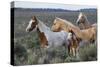 Wild horses, Mustangs-Ken Archer-Stretched Canvas
