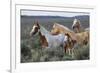 Wild horses, Mustangs-Ken Archer-Framed Premium Photographic Print