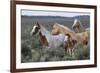 Wild horses, Mustangs-Ken Archer-Framed Premium Photographic Print