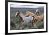 Wild horses, Mustangs-Ken Archer-Framed Premium Photographic Print