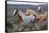 Wild horses, Mustangs-Ken Archer-Framed Stretched Canvas