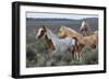 Wild horses, Mustangs-Ken Archer-Framed Photographic Print