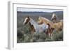 Wild horses, Mustangs-Ken Archer-Framed Photographic Print