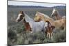 Wild horses, Mustangs-Ken Archer-Mounted Photographic Print