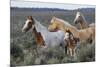 Wild horses, Mustangs-Ken Archer-Mounted Photographic Print