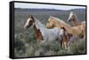 Wild horses, Mustangs-Ken Archer-Framed Stretched Canvas