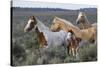 Wild horses, Mustangs-Ken Archer-Stretched Canvas