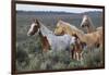 Wild horses, Mustangs-Ken Archer-Framed Photographic Print