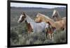 Wild horses, Mustangs-Ken Archer-Framed Photographic Print