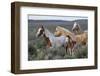 Wild horses, Mustangs-Ken Archer-Framed Photographic Print