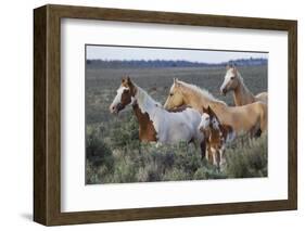 Wild horses, Mustangs-Ken Archer-Framed Photographic Print