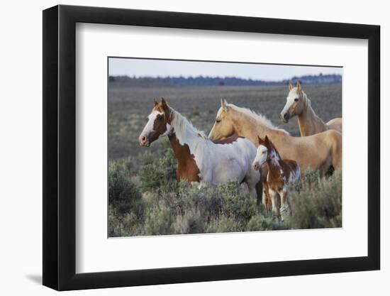 Wild horses, Mustangs-Ken Archer-Framed Photographic Print