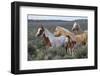 Wild horses, Mustangs-Ken Archer-Framed Photographic Print