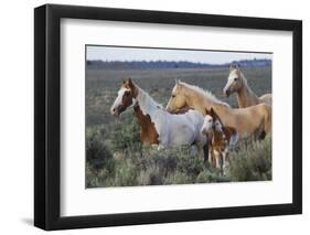 Wild horses, Mustangs-Ken Archer-Framed Photographic Print