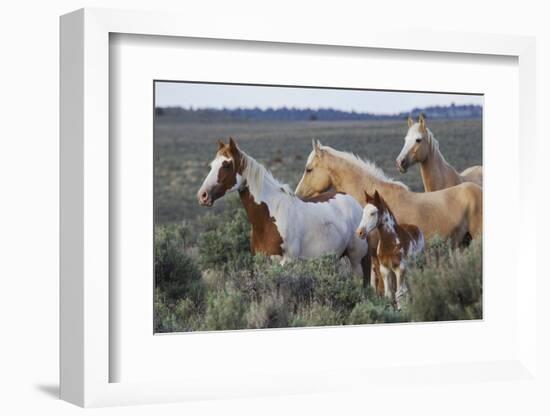 Wild horses, Mustangs-Ken Archer-Framed Photographic Print