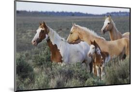 Wild horses, Mustangs-Ken Archer-Mounted Photographic Print