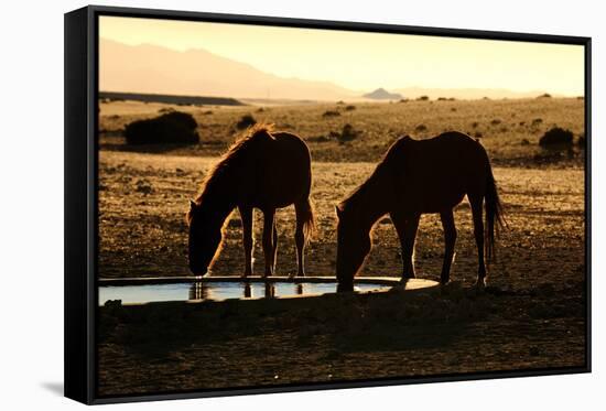 Wild Horses of the Namib-Grobler du Preez-Framed Stretched Canvas