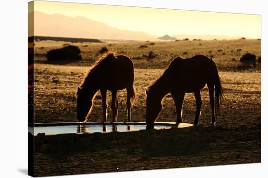 Wild Horses of the Namib-Grobler du Preez-Stretched Canvas