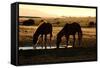 Wild Horses of the Namib-Grobler du Preez-Framed Stretched Canvas