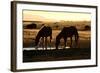 Wild Horses of the Namib-Grobler du Preez-Framed Photographic Print