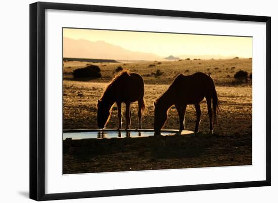 Wild Horses of the Namib-Grobler du Preez-Framed Photographic Print