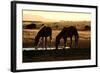 Wild Horses of the Namib-Grobler du Preez-Framed Photographic Print