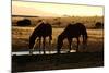 Wild Horses of the Namib-Grobler du Preez-Mounted Photographic Print