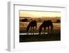 Wild Horses of the Namib-Grobler du Preez-Framed Photographic Print