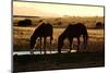 Wild Horses of the Namib-Grobler du Preez-Mounted Photographic Print