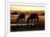 Wild Horses of the Namib-Grobler du Preez-Framed Photographic Print