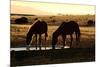 Wild Horses of the Namib-Grobler du Preez-Mounted Photographic Print