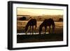 Wild Horses of the Namib-Grobler du Preez-Framed Photographic Print