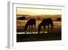 Wild Horses of the Namib-Grobler du Preez-Framed Photographic Print