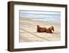 Wild Horses on Beach - Lantern Press Photography-Lantern Press-Framed Photographic Print