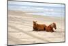 Wild Horses on Beach - Lantern Press Photography-Lantern Press-Mounted Photographic Print