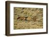 Wild Horses on the Range-DLILLC-Framed Photographic Print