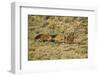 Wild Horses on the Range-DLILLC-Framed Photographic Print