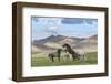 Wild horses playing and grazing and Khangai mountains in the background, Hovsgol province, Mongolia-Francesco Vaninetti-Framed Photographic Print