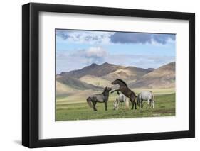 Wild horses playing and grazing and Khangai mountains in the background, Hovsgol province, Mongolia-Francesco Vaninetti-Framed Photographic Print